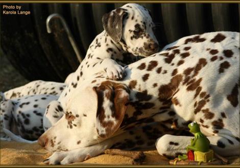 Mama Latoya mit Quality Queen vom Teutoburger Wald