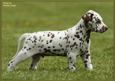 Rüde Nr. 1: Quiet Quarter vom Teutoburger Wald