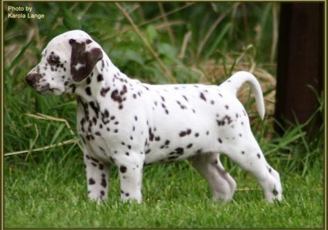 Rüde Nr. 2: Quality Quest vom Teutoburger Wald