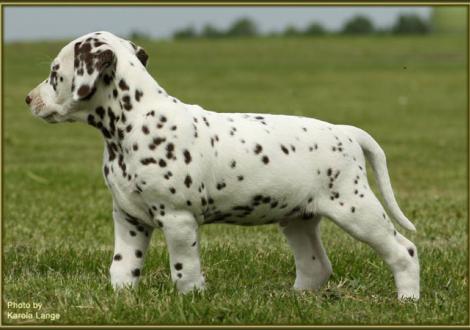 Rüde Nr. 3: Quilaz vom Teutoburger Wald