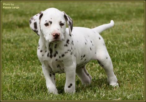 Rüde Nr. 4: Quentin vom Teutoburger Wald