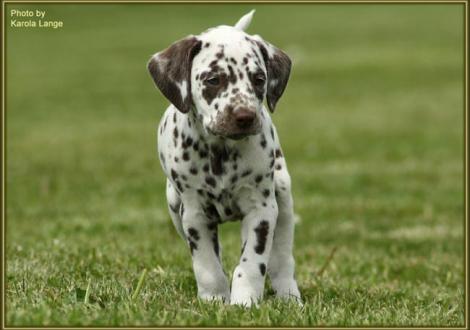 Hündin Nr. 1: Quienna vom Teutoburger Wald