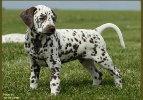 Hündin Nr. 2: Quiet Surprise vom Teutoburger Wald