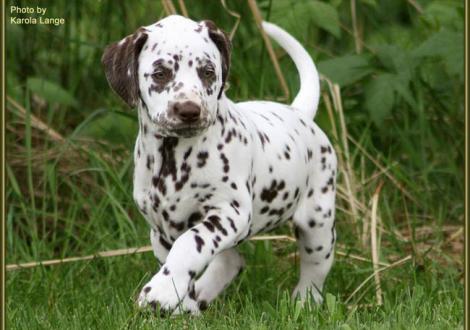 Hündin Nr. 3: Quality Queen vom Teutoburger Wald