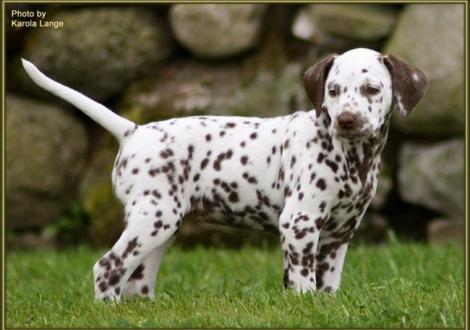 Hündin Nr. 4: Quirin vom Teutoburger Wald