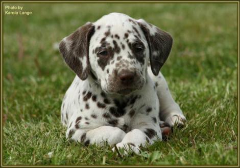 Quienna vom Teutoburger Wald