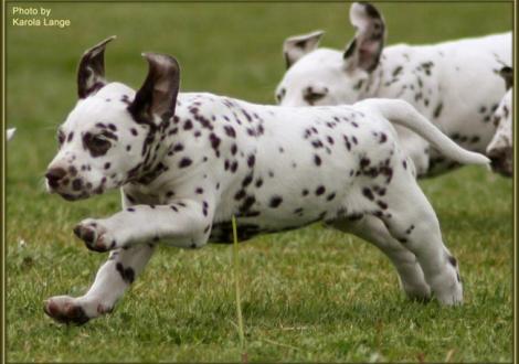 Quiet Quarter vom Teutoburger Wald