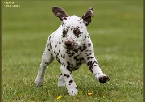 Quality Queen vom Teutoburger Wald