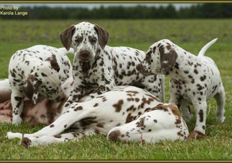 Quiet Surprise hat Mama Latoya vom Teutoburger Wald besiegt!