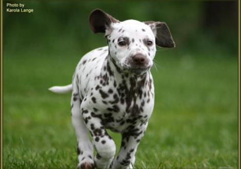 Quirin vom Teutoburger Wald