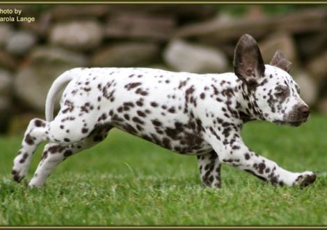 Quiet Surprise vom Teutoburger Wald