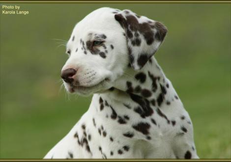 Quilaz vom Teutoburger Wald