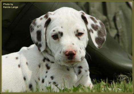 Quentin vom Teutoburger Wald