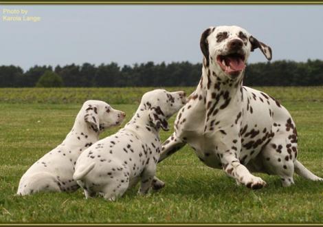 Tante Eve (Christi ORMOND Everest Maxima) spielt mit Quentin und Quilaz