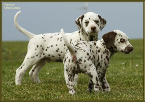 Quilaz mit Quirin vom Teutoburger Wald