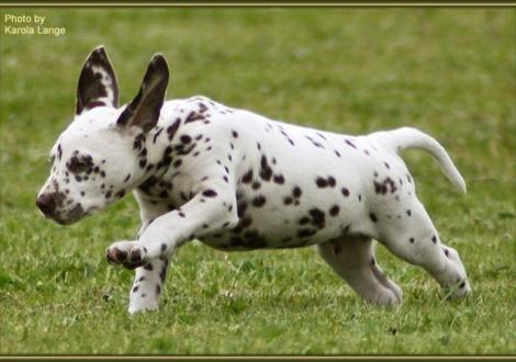 Quality Quest vom Teutoburger Wald