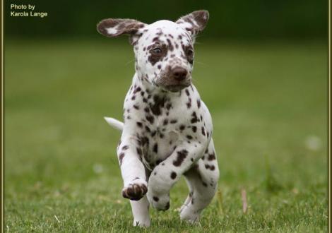 Quienna vom Teutoburger Wald