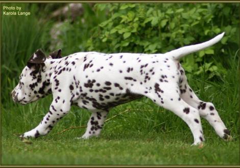 Quality Queen vom Teutoburger Wald