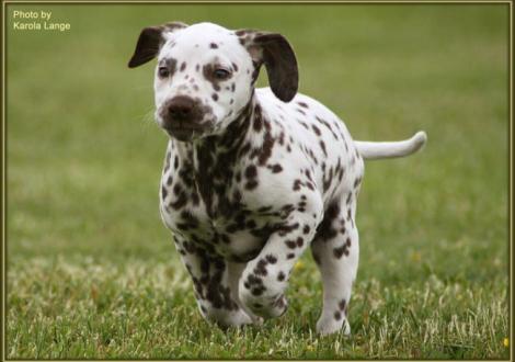 Quirin vom Teutoburger Wald