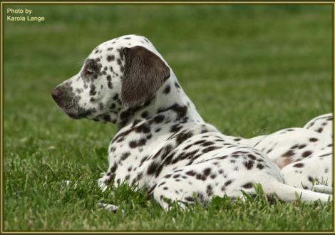 Quiet Surprise vom Teutoburger Wald