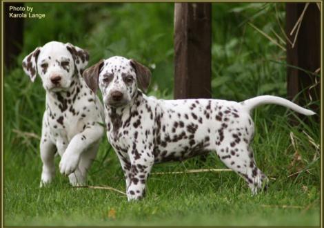 Quilaz mit Quiet Surprise vom Teutoburger Wald