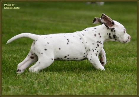 Quentin vom Teutoburger Wald