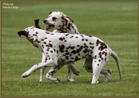 Mama Latoya vom Teutoburger Wald mit Christi ORMOND Everest Maxima (gen. Eve)