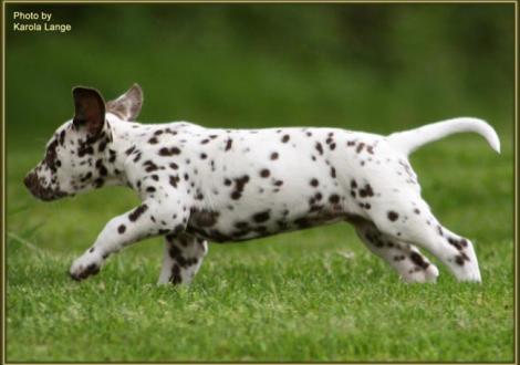 Quienna vom Teutoburger Wald