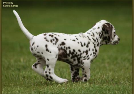 Quality Queen vom Teutoburger Wald