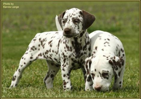 Quiet Surprise mit Quilaz vom Teutoburger Wald