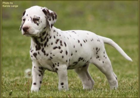 Quilaz vom Teutoburger Wald