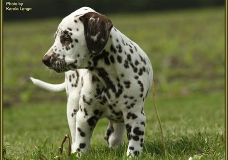 Quality Queen vom Teutoburger Wald