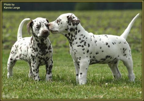 Quiet Surprise mit Quilaz vom Teutoburger Wald