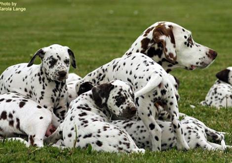 Mama Latoya vom Teutoburger Wald voll in ihrem Element! 