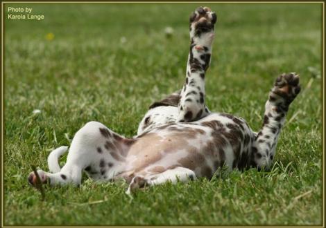 Ich fühl mich pudelwohl! (Quirin vom Teutoburger Wald)