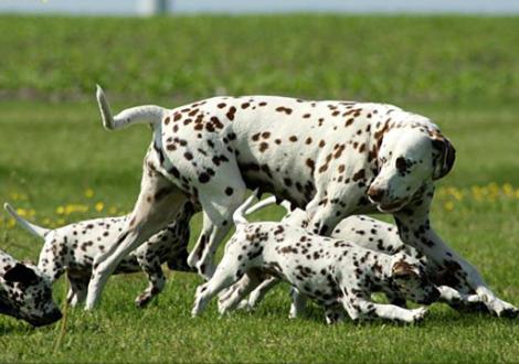 ... folgt mir Kinder !!!