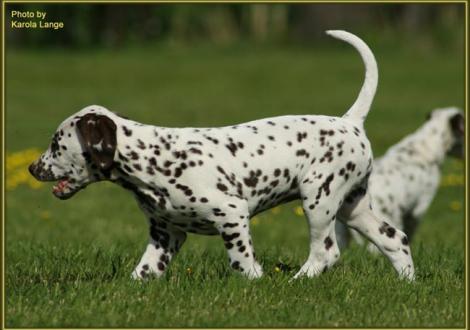 Quality Queen vom Teutoburger Wald