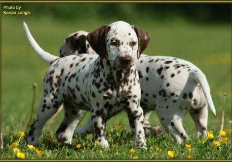 Quirin vom Teutoburger Wald