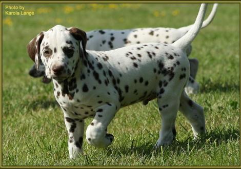 Quiet Quarter vom Teutoburger Wald