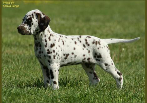 Quienna vom Teutoburger Wald