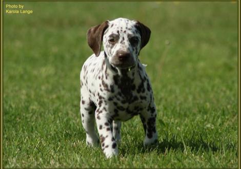 Quiet Surprise vom Teutoburger Wald