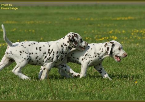 Quilaz mit seinem Bruder Quentin vom Teutoburger Wald