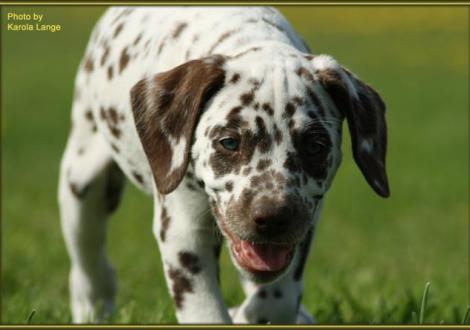 Quienna vom Teutoburger Wald