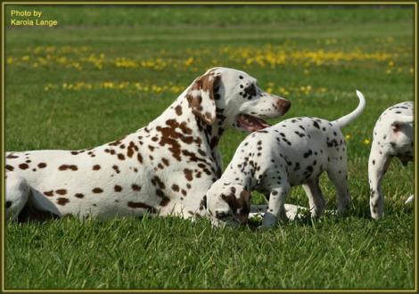 Mama Latoya mit Quality Quest vom Teutoburger Wald