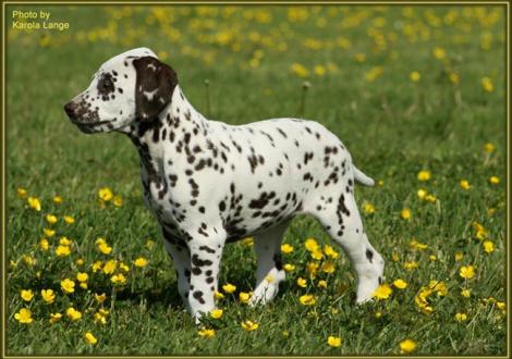 Quality Queen vom Teutoburger Wald