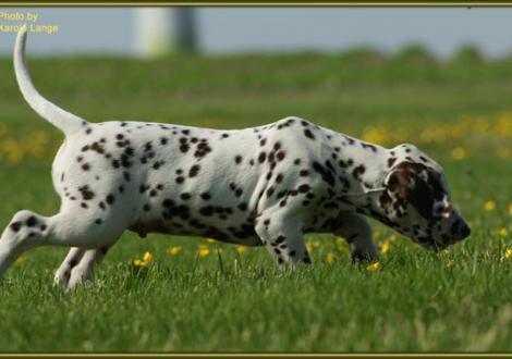 Quiet Quarter vom Teutoburger Wald