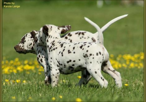 Quienna mit ihrem Bruder Quality Quest vom Teutoburger Wald