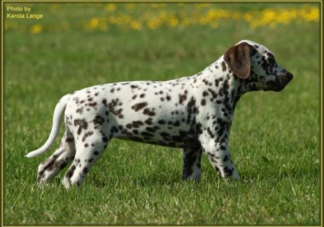 Quiet Surprise vom Teutoburger Wald