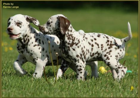 Quilaz mit seiner Schwester Quirin vom Teutoburger Wald