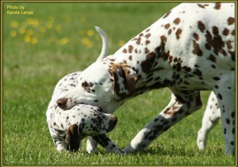 ... Fräulein, sei mal nicht so frech, ich werd dir das schon beibringen !!! (Quiet Surprise mit Mama Latoya vom Teutoburger Wald)